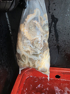 인천쭈꾸미낚시 (11).jpg