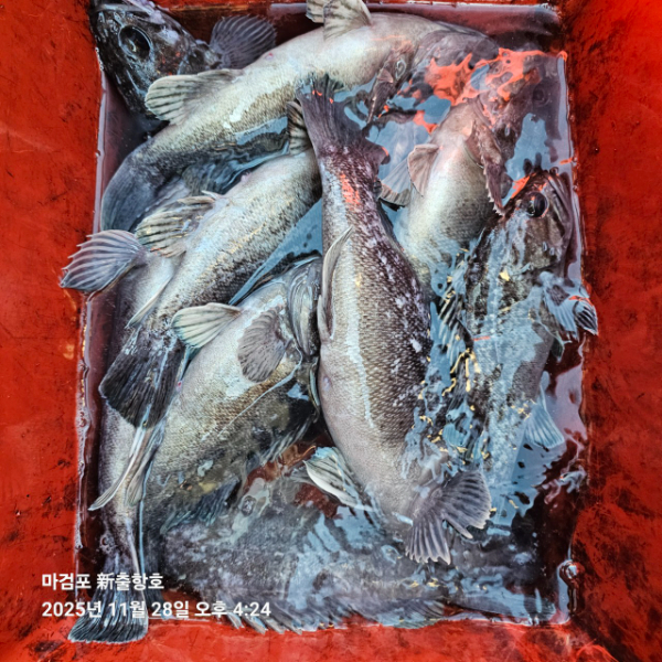 ꫛꫀꪝ✧‧˚ 태안 마검포 新출항호 .• _˚☀₊_사진_20251129_1.jpg