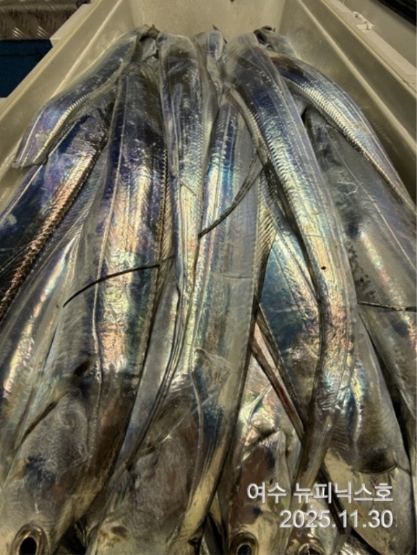 20911월30일갈치 (18).jpg