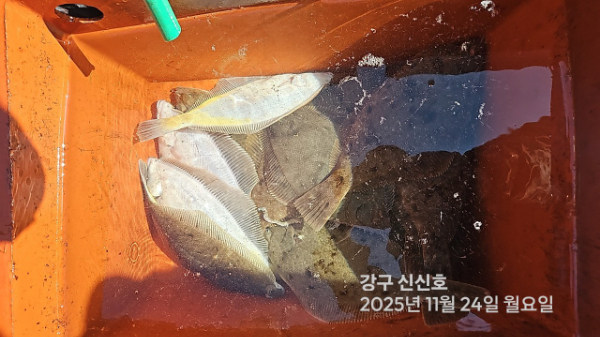 신신낚시 강구점 신신호_사진_20251124_7.jpg