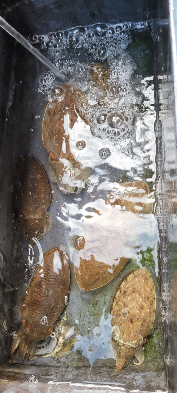 예지퀸호 농어외수질&어초낚시 경기인천권_사진_20251101_3.jpg