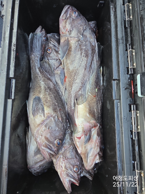 최강피싱 063.463.0800_사진_20251122_41 - 복사본.jpg