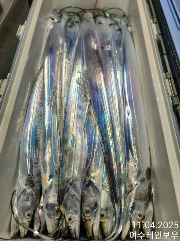 ♡여수레인보우♡갈치_열기_한치_갑오징어__사진_20251104_4.jpg