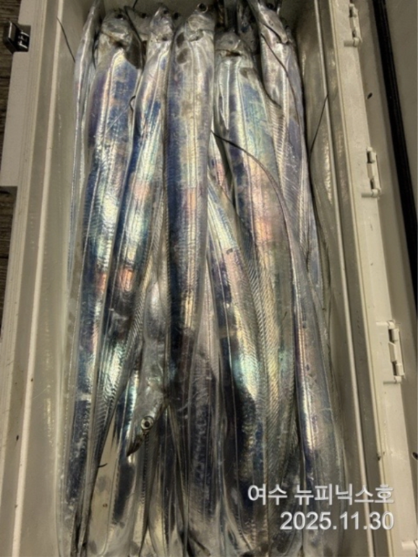 20911월30일갈치 (6).jpg