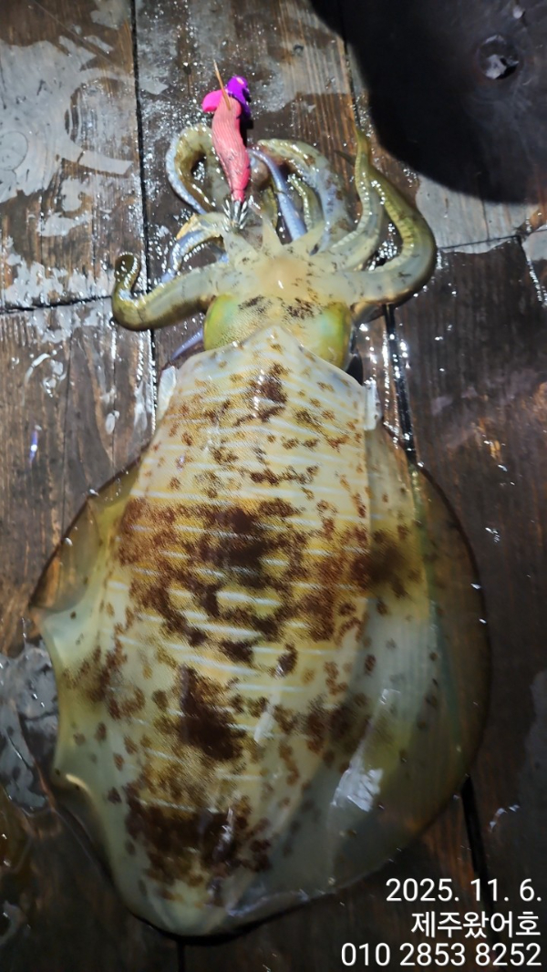 제주왔어호_사진_20251106_5.jpg