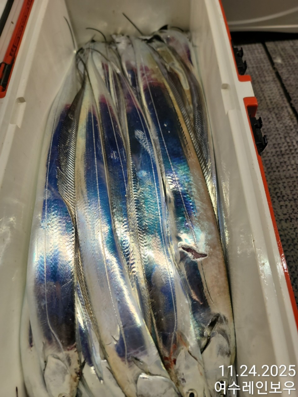♡여수레인보우♡갈치_열기_한치_갑오징어__사진_20251124_22.jpg