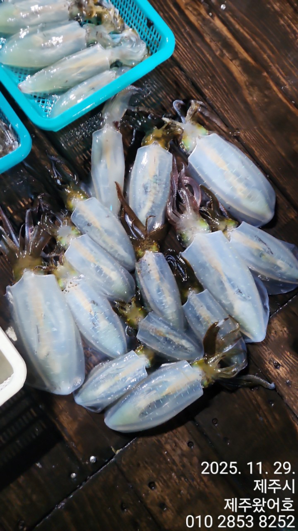 제주왔어호_사진_20251130_2.jpg
