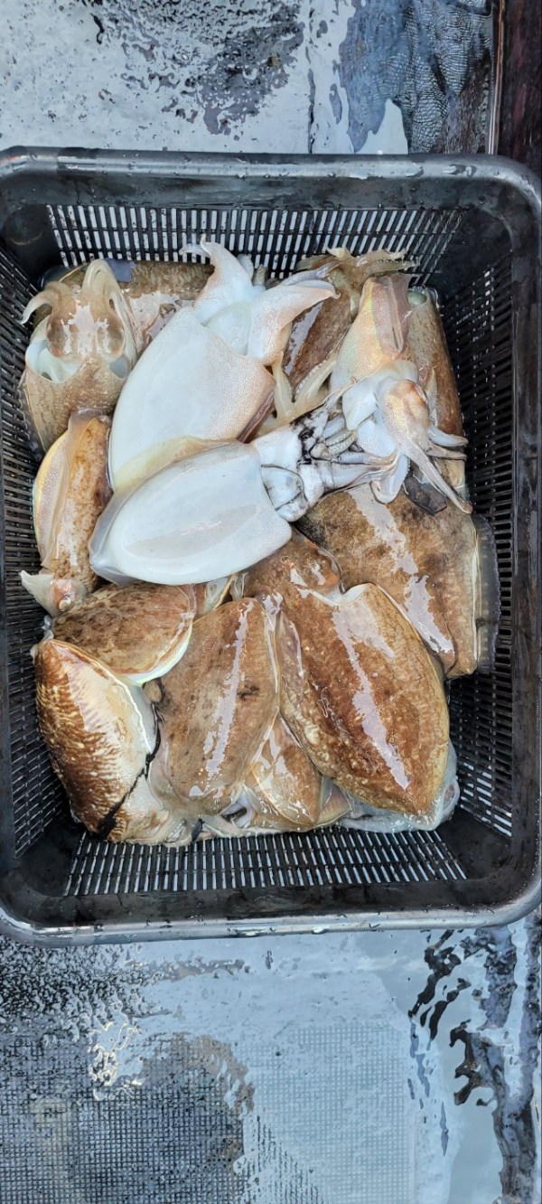 예지퀸호 농어외수질&어초낚시 경기인천권_사진_20251115_12.jpg