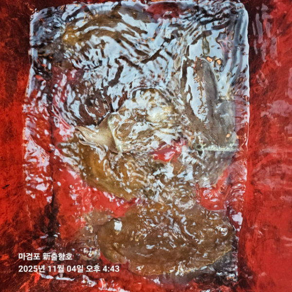 ꫛꫀꪝ✧‧˚ 태안 마검포 新출항호 .• _˚☀₊_사진_20251105_9.jpg