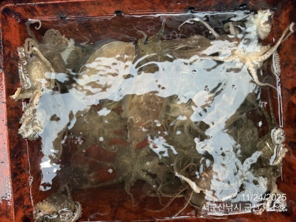 군산 선상낚시, 바다낚시 출조 전문 ☆서군산낚시☆_사진_20251124_15.jpg