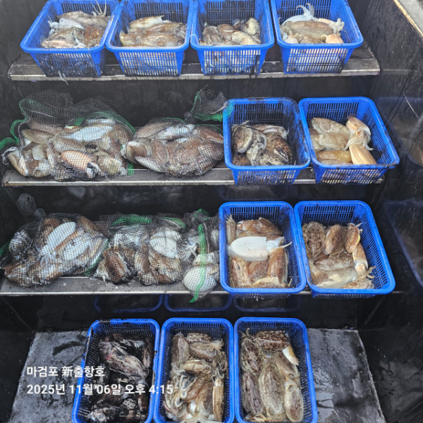 ꫛꫀꪝ✧‧˚ 태안 마검포 新출항호 .• _˚☀₊_사진_20251106_2.jpg