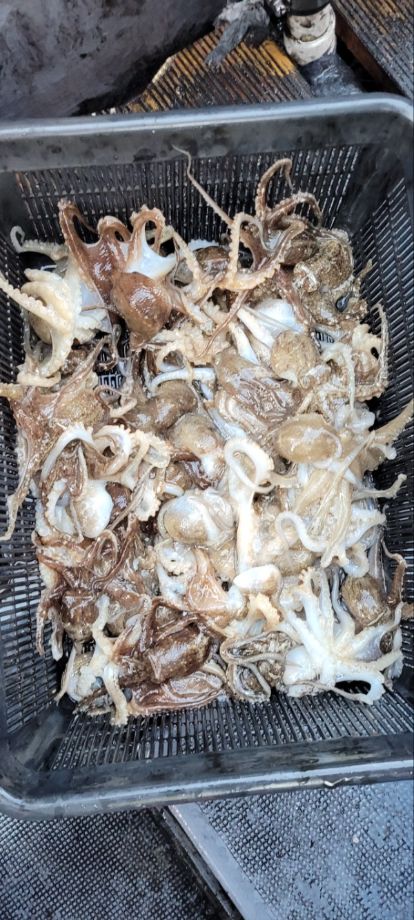 예지퀸호 농어외수질&어초낚시 경기인천권_사진_20251115_15.jpg