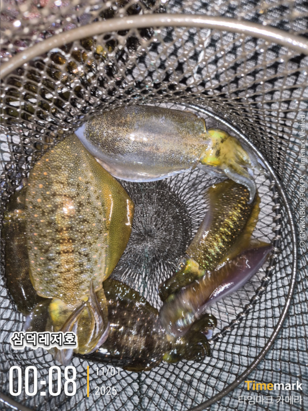 2025-11-01 00.08.22_.jpg