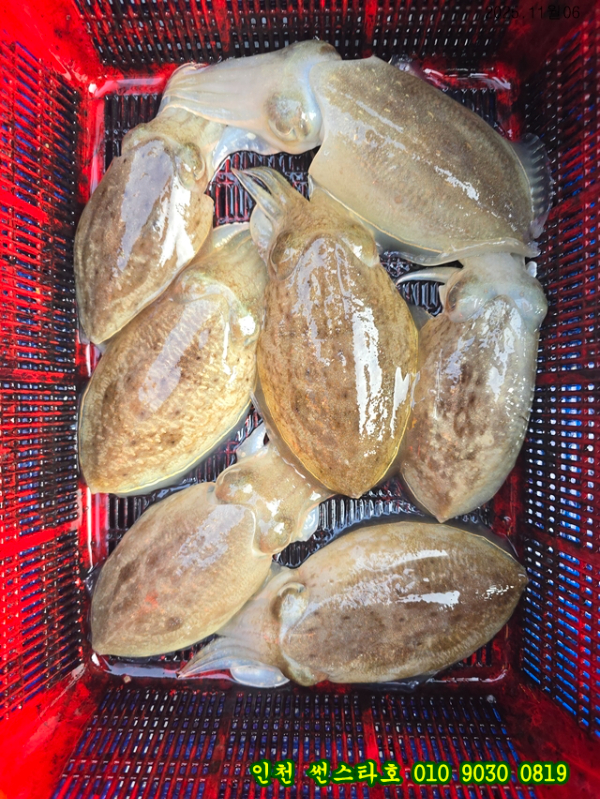 11월06 썬 (22).jpg