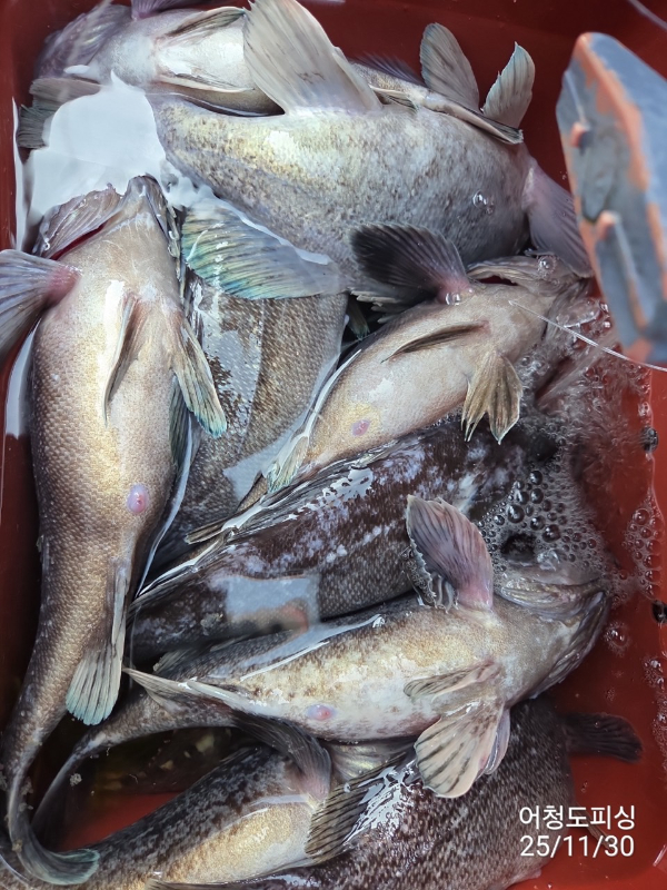 최강피싱 063.463.0800_사진_20251130_21.jpg