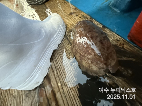 11월1일갑오징어조황 (36).jpg