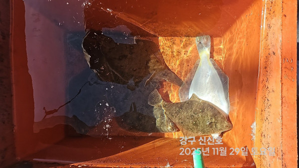 신신낚시 강구점 신신호_사진_20251129_8.jpg