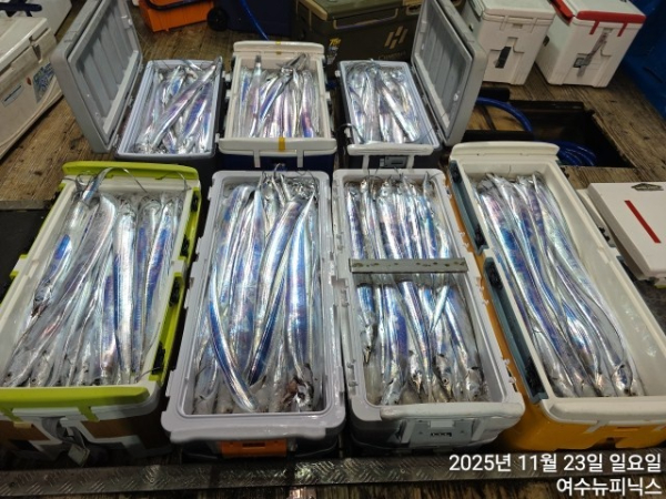 11월23일갈치 (57).jpg