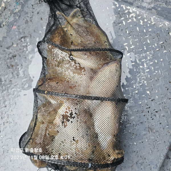 ꫛꫀꪝ✧‧˚ 태안 마검포 新출항호 .• _˚☀₊_사진_20251108_2.jpg