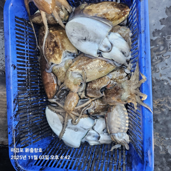 ꫛꫀꪝ✧‧˚ 태안 마검포 新출항호 .• _˚☀₊_사진_20251105_8.jpg