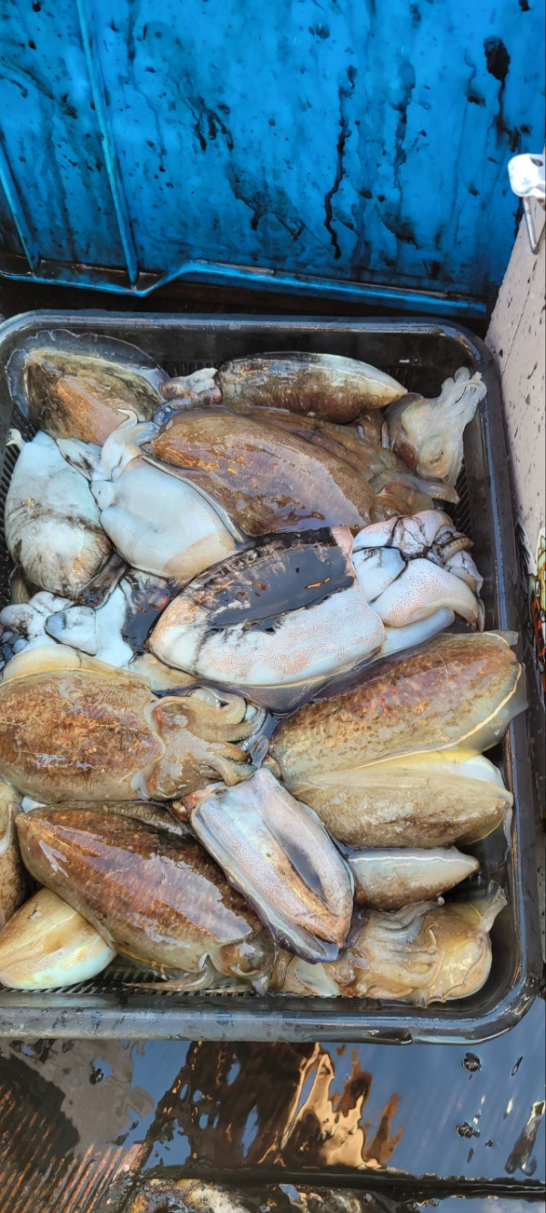 예지퀸호 농어외수질&어초낚시 경기인천권_사진_20251113_4.jpg