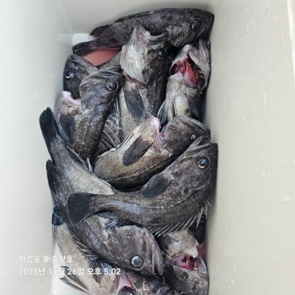 ꫛꫀꪝ✧‧˚ 태안 마검포 新출항호 .• _˚☀₊_사진_20251126_11.jpg