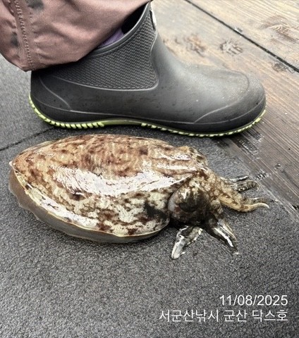 군산 선상낚시, 바다낚시 출조 전문 ☆서군산낚시☆_사진_20251108_14.jpg