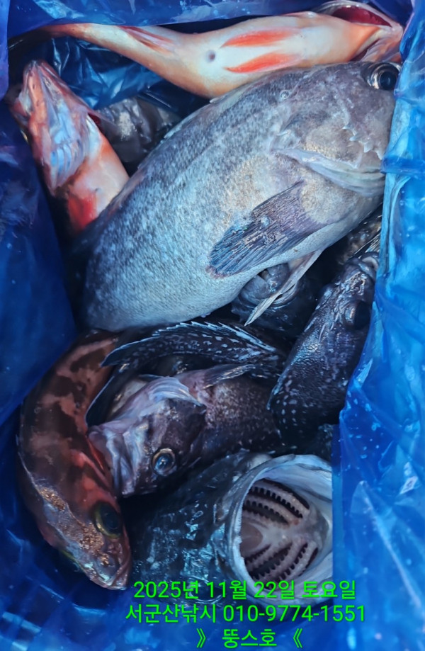 군산 선상낚시, 바다낚시 출조 전문 ☆서군산낚시☆_사진_20251122_17.jpg