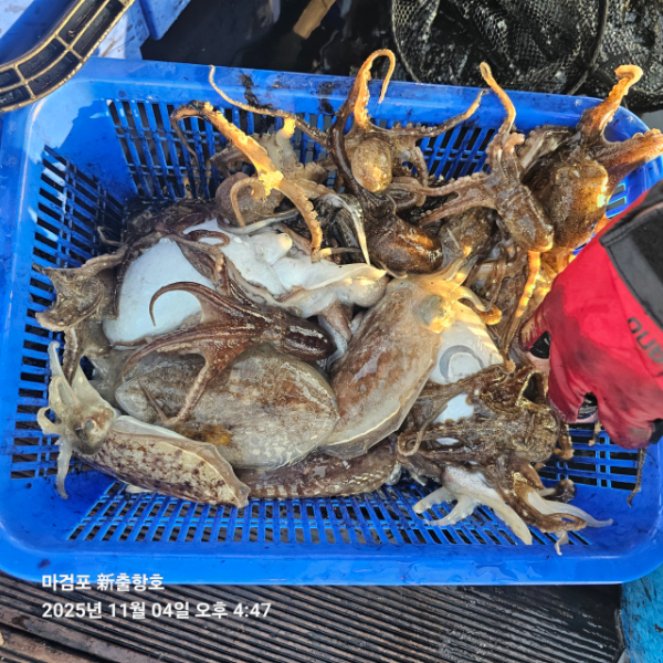 ꫛꫀꪝ✧‧˚ 태안 마검포 新출항호 .• _˚☀₊_사진_20251105_2.jpg