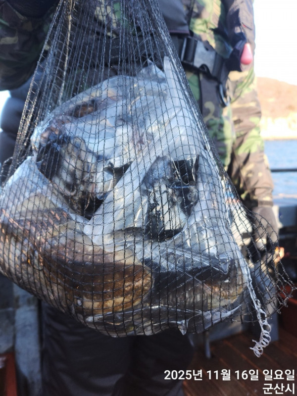 군산 선상낚시, 바다낚시 출조 전문 ☆서군산낚시☆_사진_20251116_14.jpg
