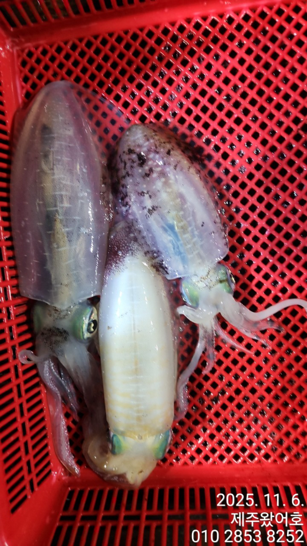 제주왔어호_사진_20251106_17.jpg