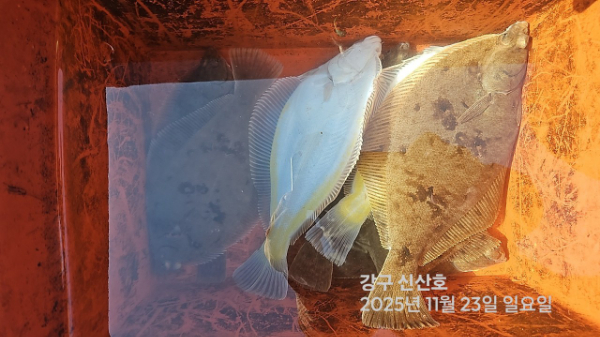 신신낚시 강구점 신신호_사진_20251123_9.jpg