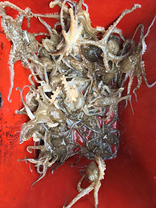 인천쭈꾸미낚시 (5).jpg