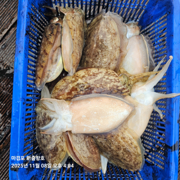 ꫛꫀꪝ✧‧˚ 태안 마검포 新출항호 .• _˚☀₊_사진_20251108_3.jpg