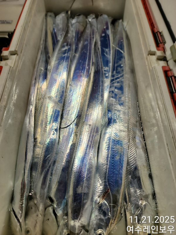 ♡여수레인보우♡갈치_열기_한치_갑오징어__사진_20251121_5.jpg