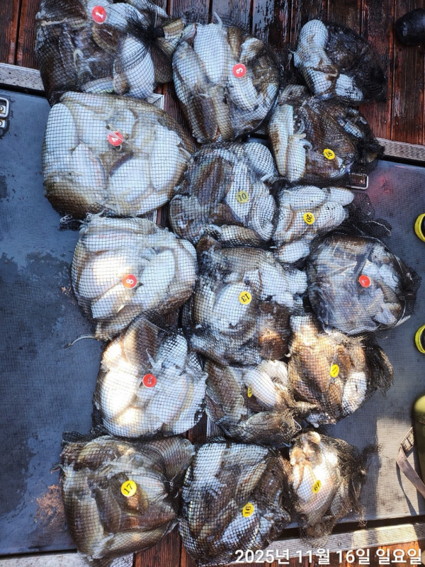 군산 선상낚시, 바다낚시 출조 전문 ☆서군산낚시☆_사진_20251116_18.jpg