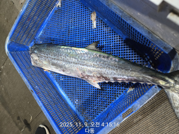 제주선상낚시피닉스호_사진_20251109_11.jpg