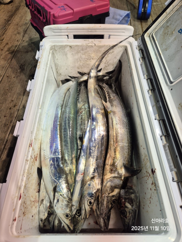 바다꾼낚시(신아라호)_사진_20251110_13.jpg