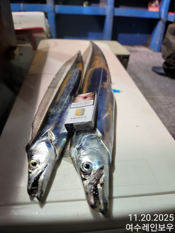 ♡여수레인보우♡갈치_열기_한치_갑오징어__사진_20251121_12.jpg