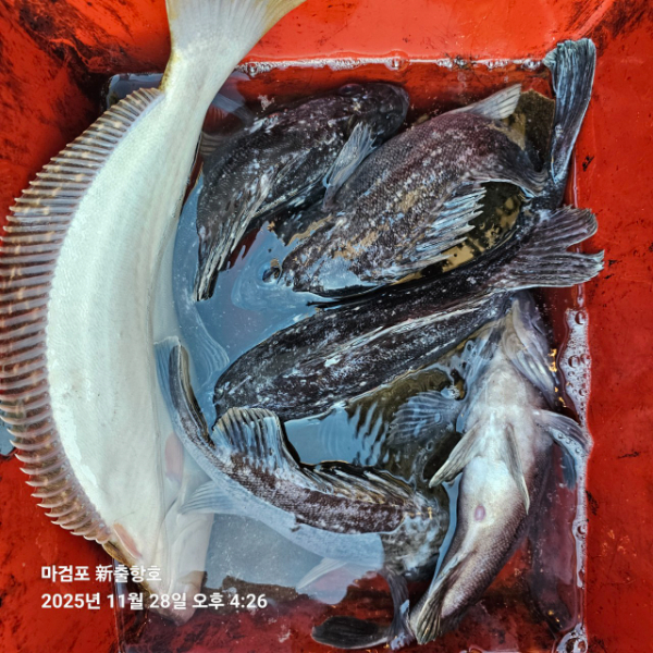 ꫛꫀꪝ✧‧˚ 태안 마검포 新출항호 .• _˚☀₊_사진_20251129_4.jpg