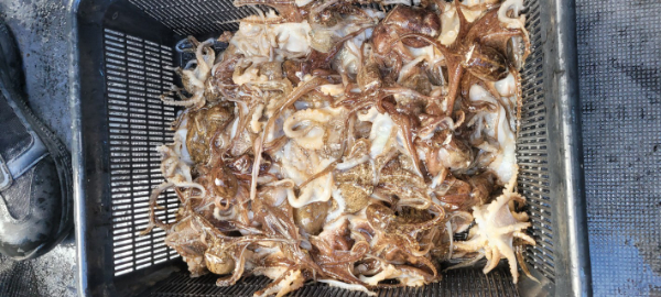 예지퀸호 농어외수질&어초낚시 경기인천권_사진_20251101_5.jpg