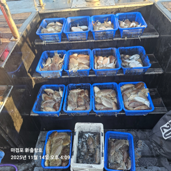 ꫛꫀꪝ✧‧˚ 태안 마검포 新출항호 .• _˚☀₊_사진_20251115_4.jpg
