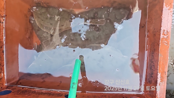 신신낚시 강구점 신신호_사진_20251129_6.jpg