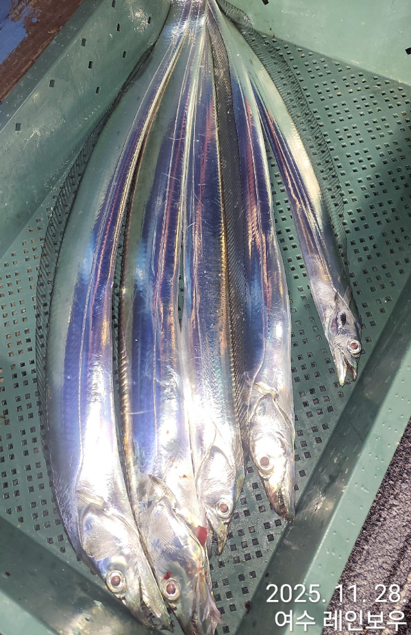 ♡여수레인보우♡갈치_열기_한치_갑오징어__사진_20251129_41.jpg