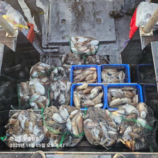 ꫛꫀꪝ✧‧˚ 태안 마검포 新출항호 .• _˚☀₊_사진_20251105_3.jpg