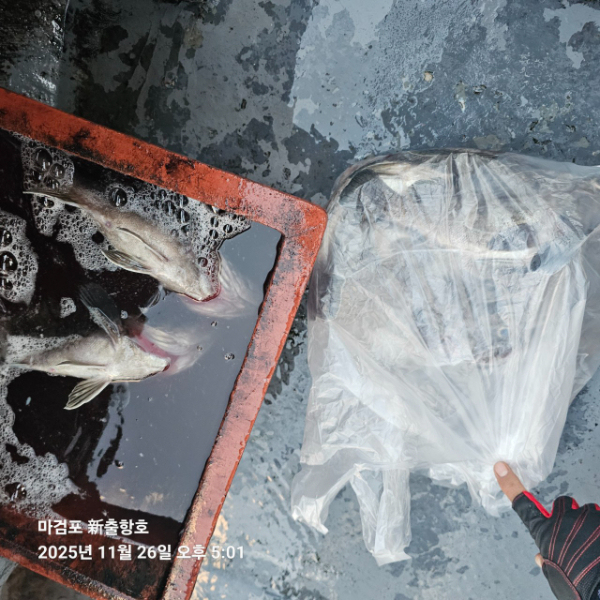 ꫛꫀꪝ✧‧˚ 태안 마검포 新출항호 .• _˚☀₊_사진_20251126_8.jpg