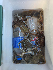 인천쭈꾸미낚시 (1).jpg