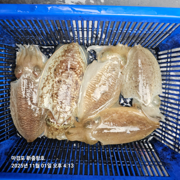 ꫛꫀꪝ✧‧˚ 태안 마검포 新출항호 .• _˚☀₊_사진_20251101_9.jpg