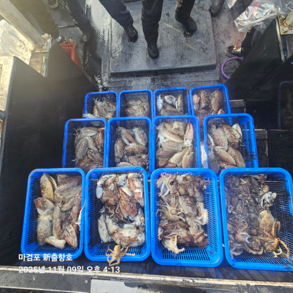 ꫛꫀꪝ✧‧˚ 태안 마검포 新출항호 .• _˚☀₊_사진_20251109_3.jpg