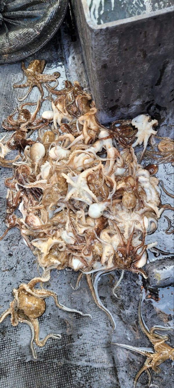 예지퀸호 농어외수질&어초낚시 경기인천권_사진_20251029_10.jpg